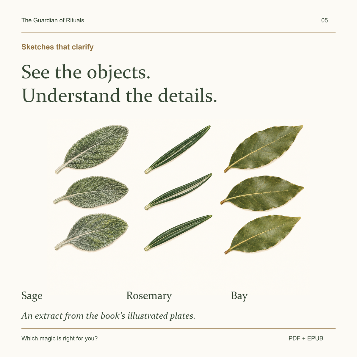 An illustrated plate from the book showing sage, rosemary and bay leaves.
