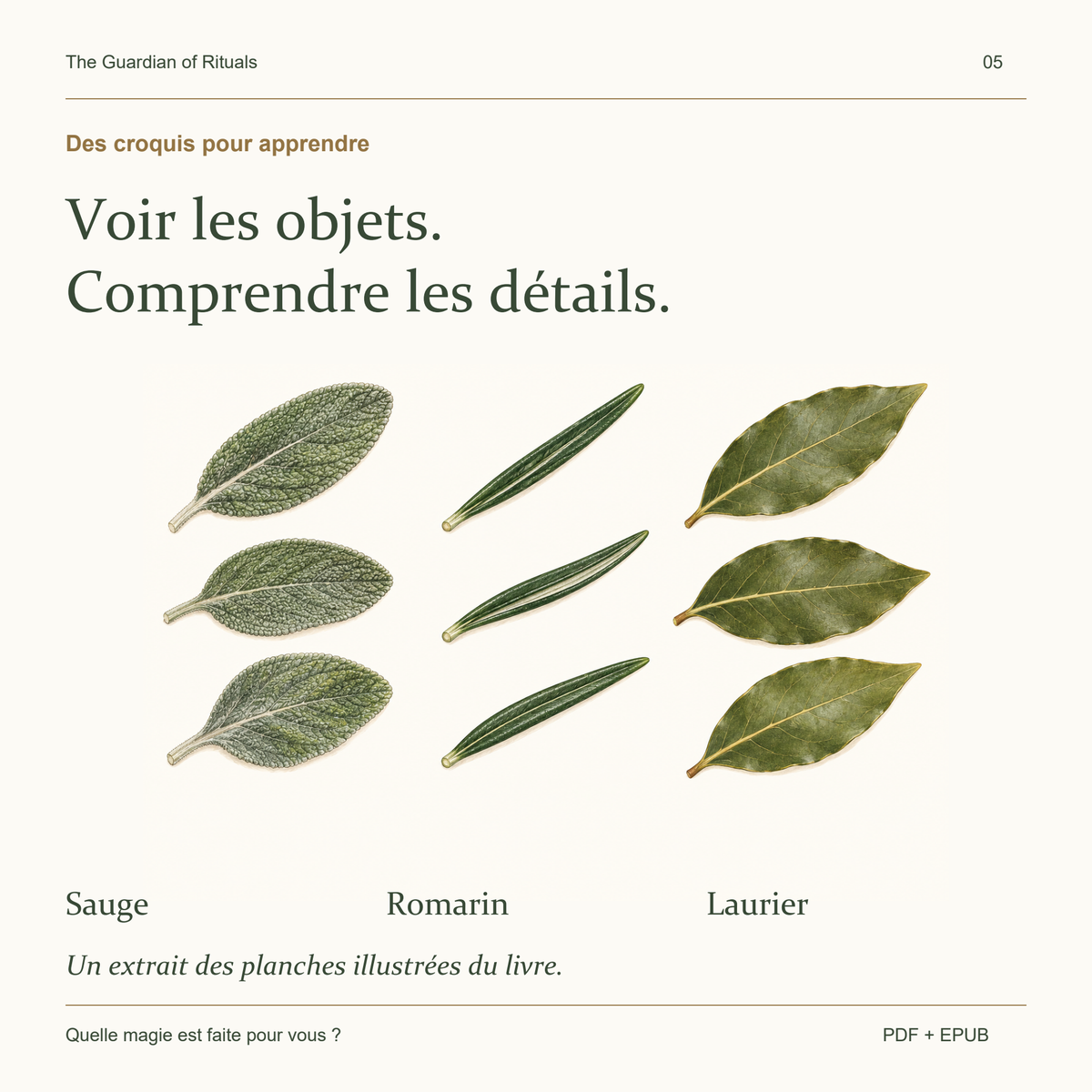 Planche du livre montrant les feuilles de sauge, de romarin et de laurier.