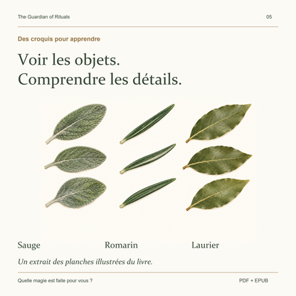 Planche du livre montrant les feuilles de sauge, de romarin et de laurier.